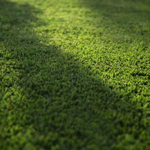 Stampede Hybrid Buffalo