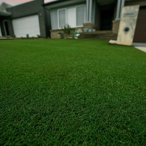 TifTuf Hybrid Bermuda